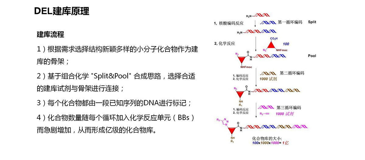 DEL高通量藥物篩選平臺(tái)(圖6)